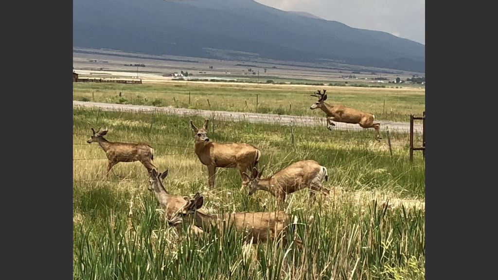  A half mile from the ranch we ran into seven young bucks, their horns still in velvet. We stopped the car and Cara got this sweet photo. 