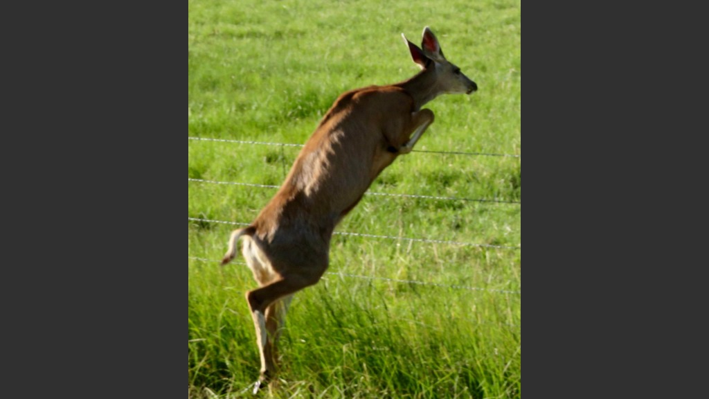  We saw deer galore, including this doe going over a fence. 