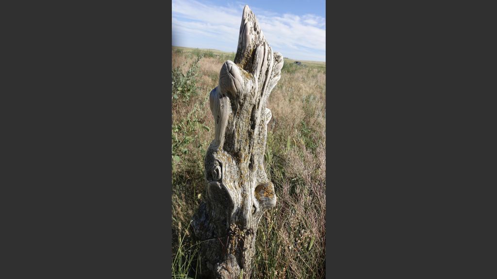 A weather-worn cedar fence post that dates back to dad's years on the homestead (1912-1930s)