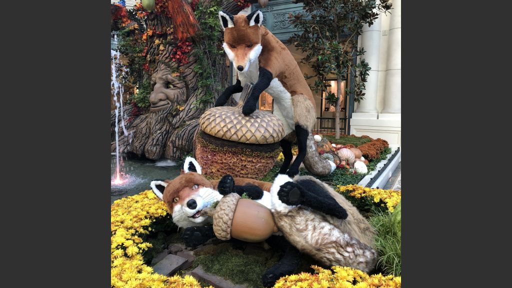 Foxes at Play.