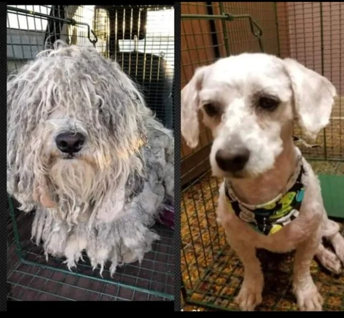 Photo left: Jade Ann Sharpei, Photo right: Vickie Spence.
