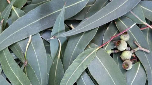 Freshly harvested eucalyptus leaves at Gahara site (Kirehe, Rwanda)