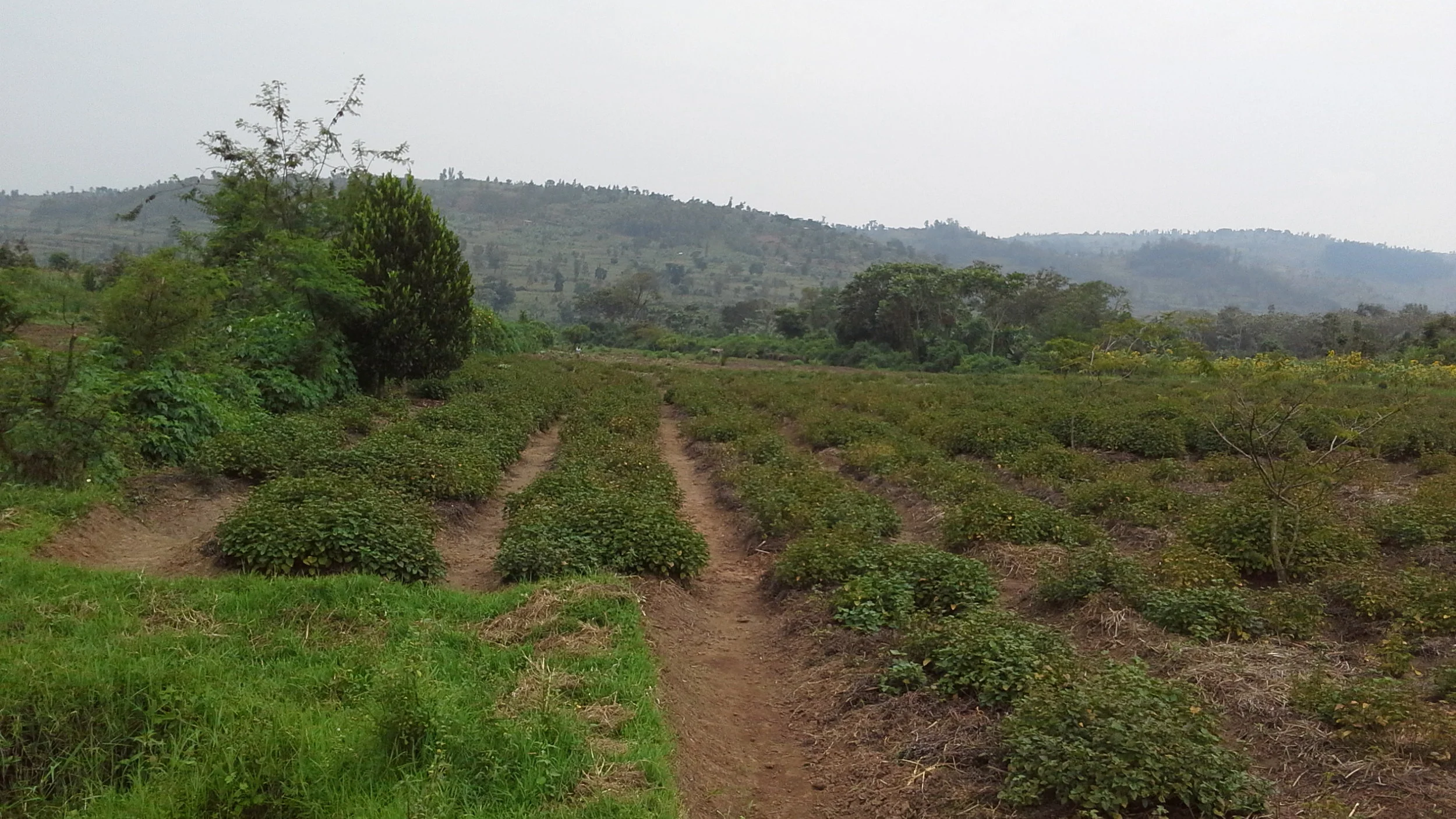 Patchouli field at Gahara site (Kirehe, Rwanda)