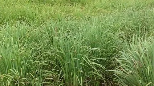 Lemongrass field at Gahara site (Kirehe, Rwanda)
