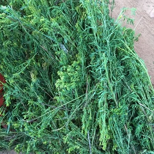 Freshly harvested tagetes plants at Gahara site (Kirehe,Rwanda)