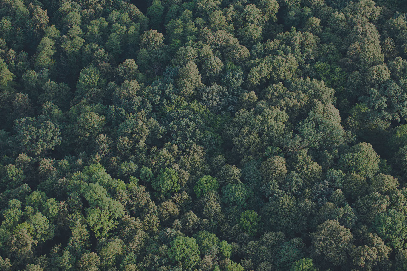 forest darker.jpg