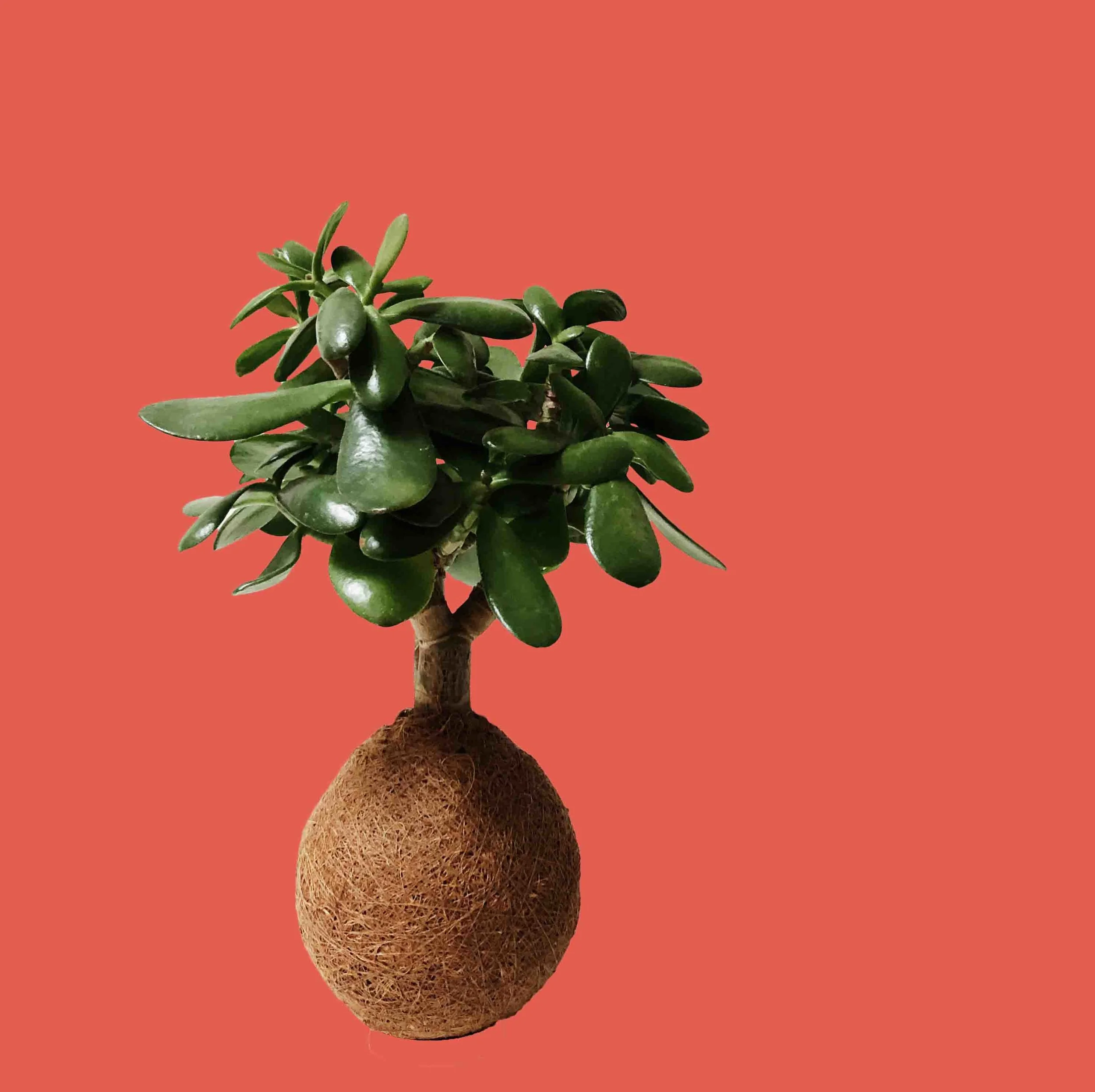 Crassula ovata rot1.jpg