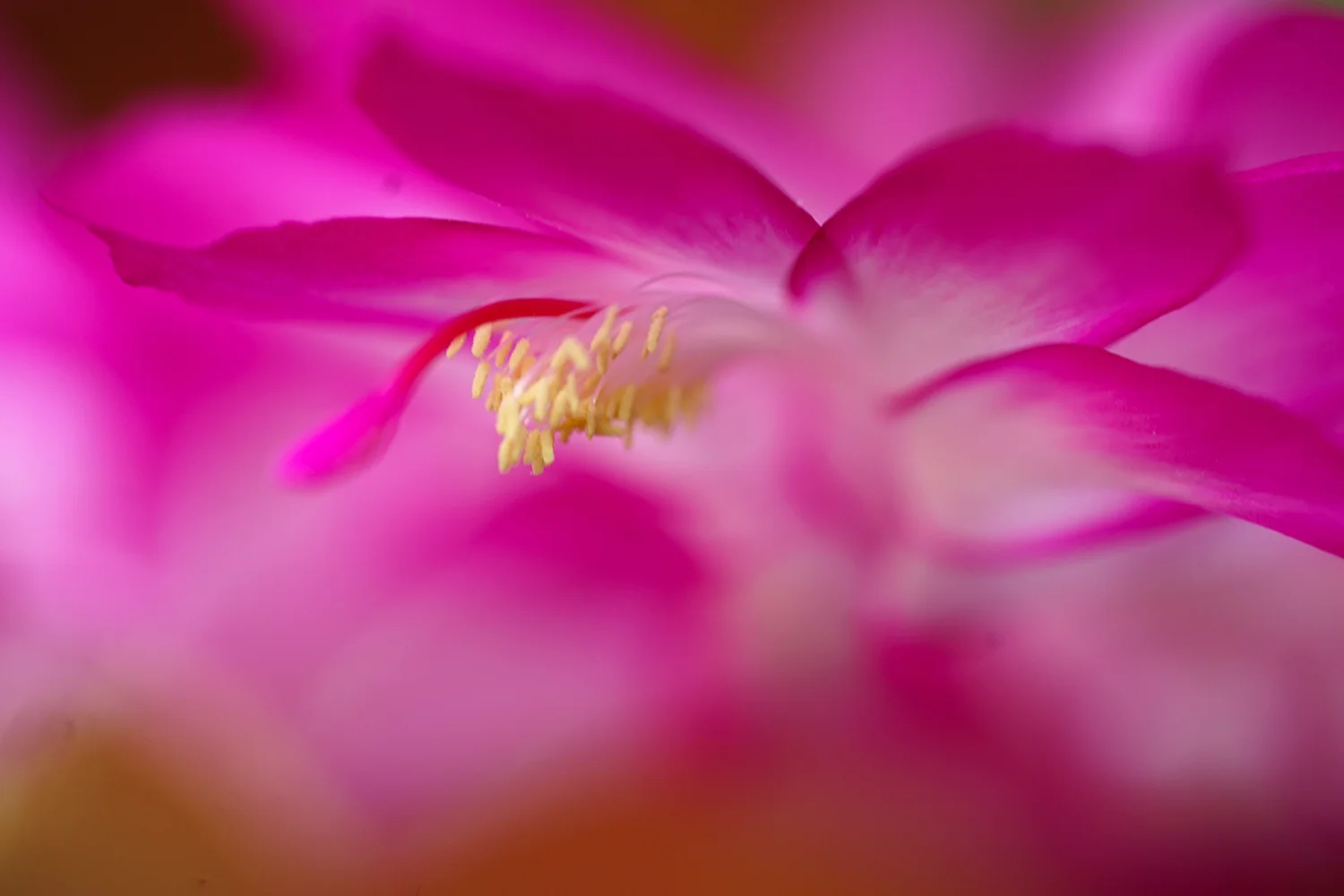 Cactus Speciales.jpg
