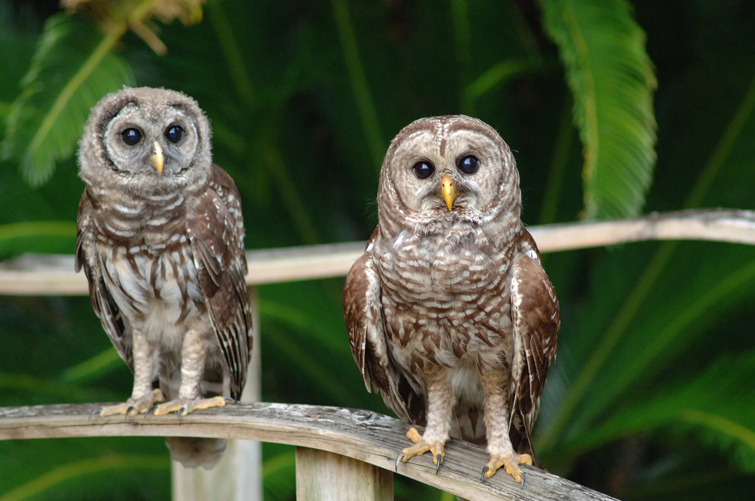 Little Twins.jpg