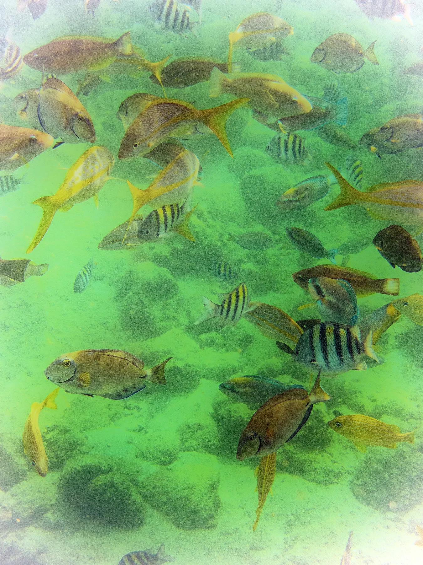 Color Of Fish.jpg