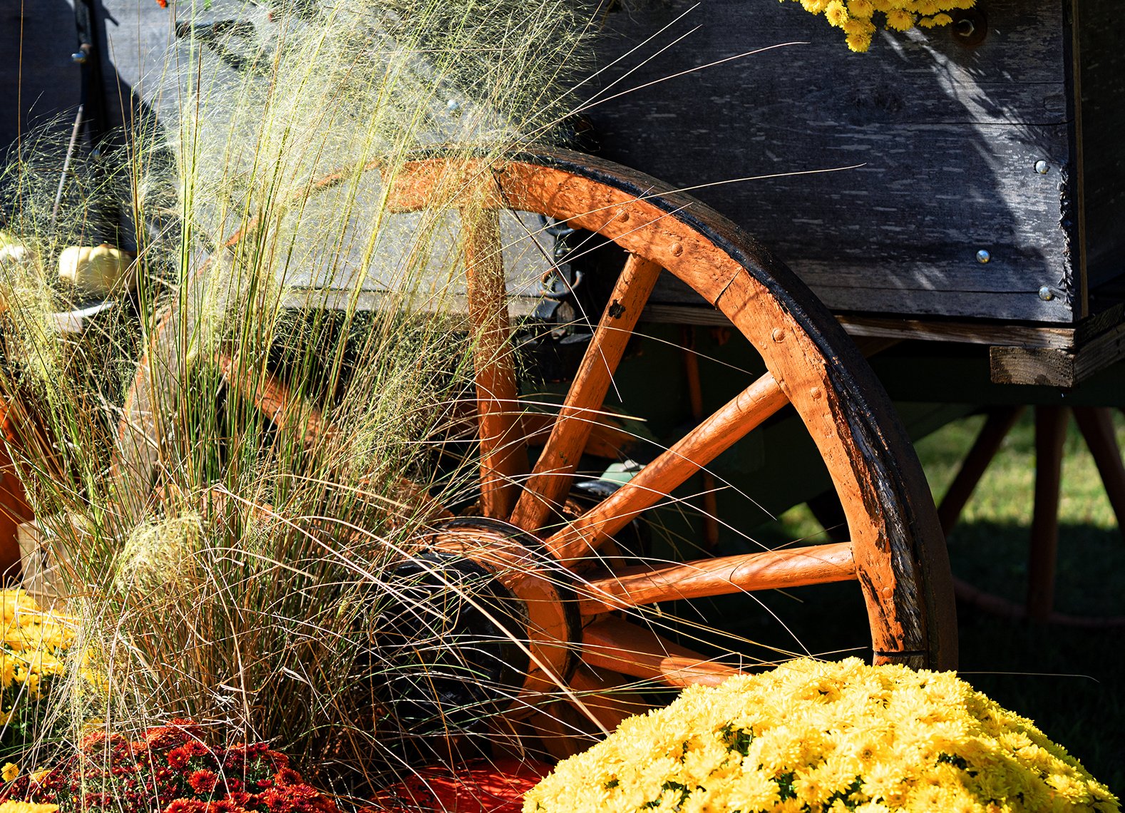 Pumpkin Patch1 copy.jpg