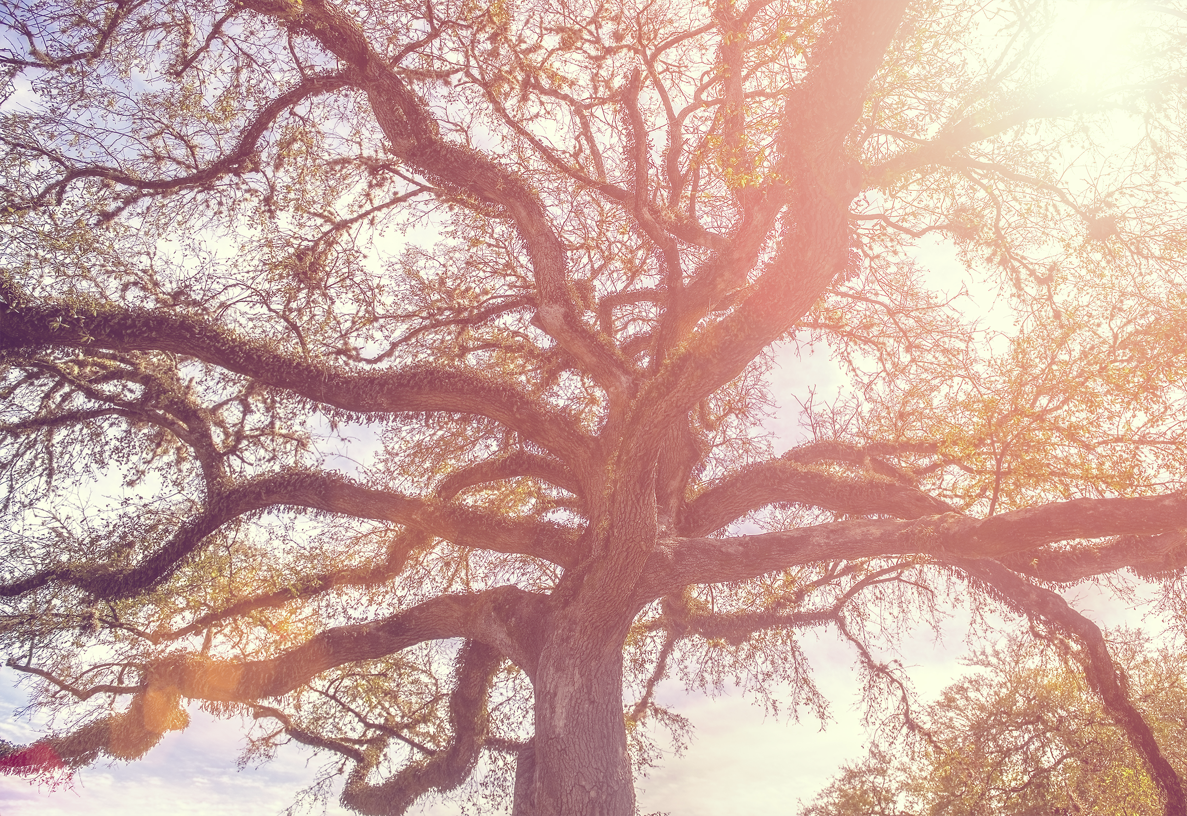 longleaf.png