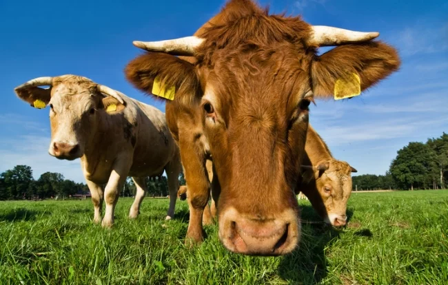dairy-free for the cows