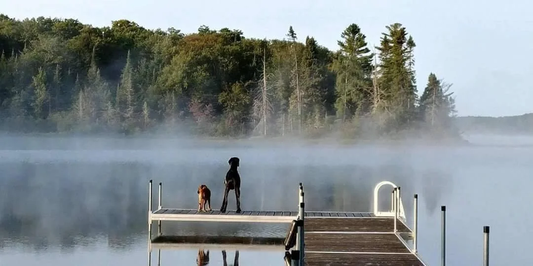 dogdockmist.jpg