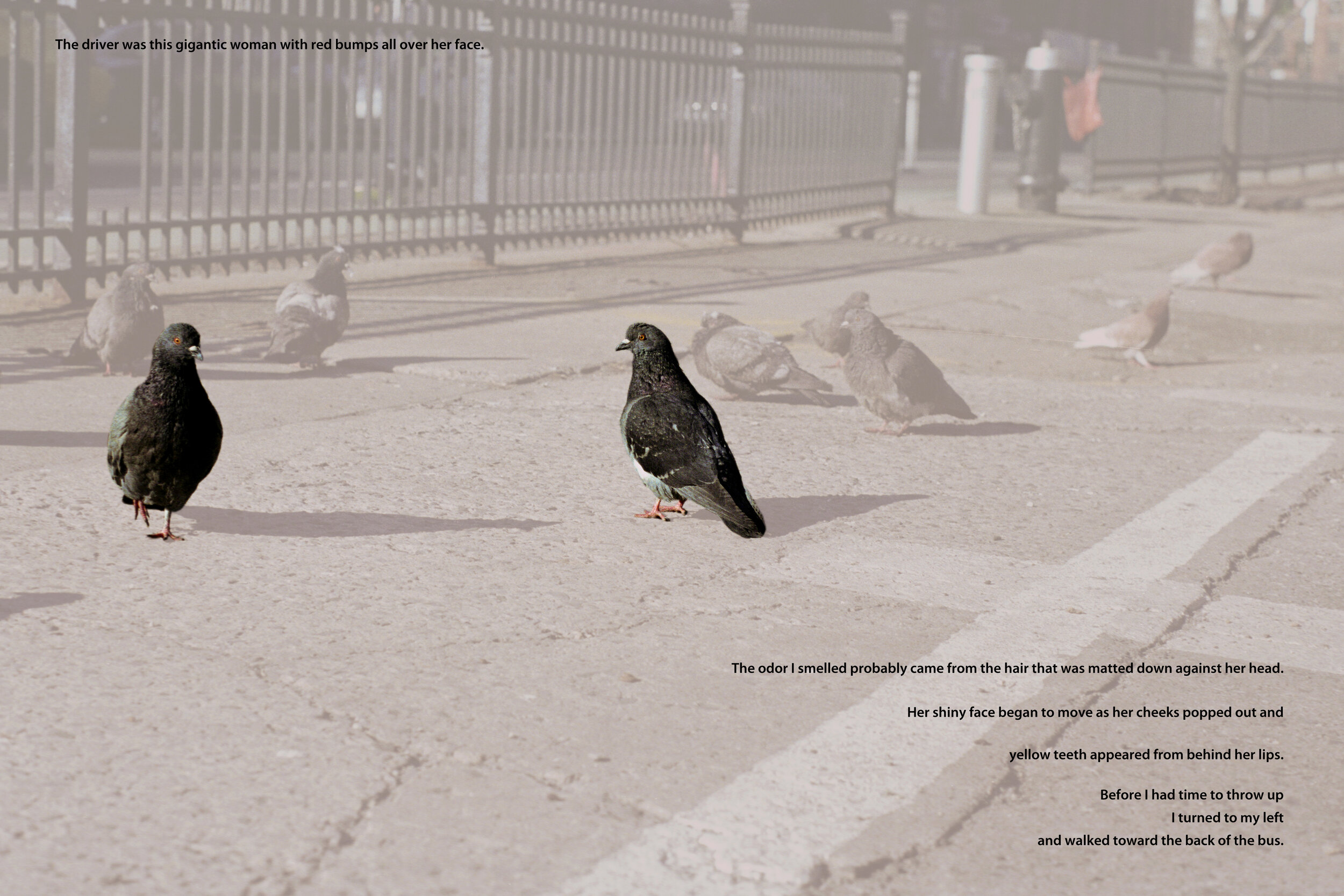 pigeons_2_percentage_text.jpg