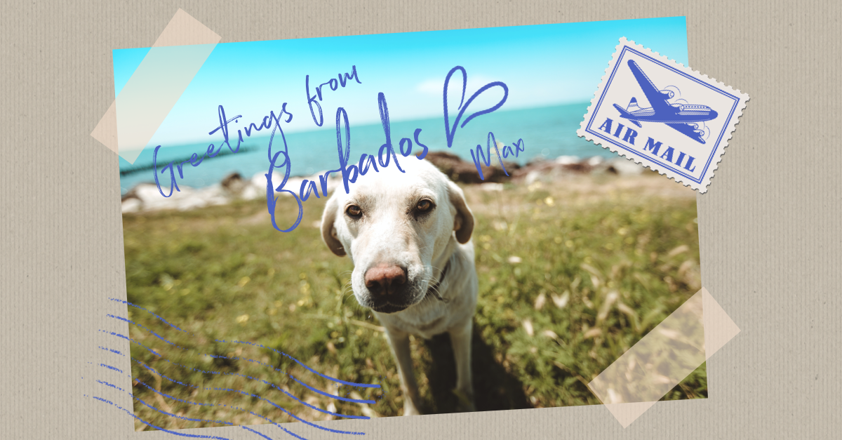 What is the procedure for bringing pets to Barbados? Your questions answered.