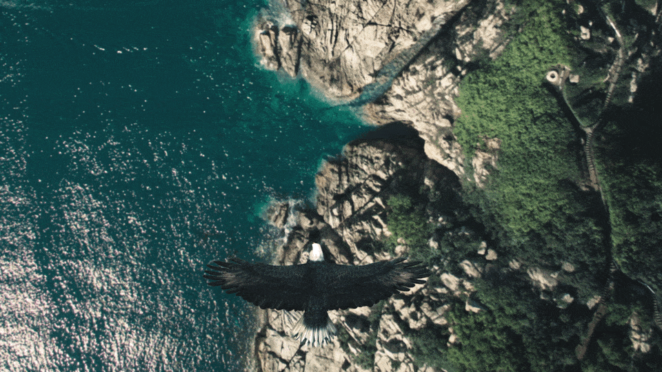 Eagle flying over land