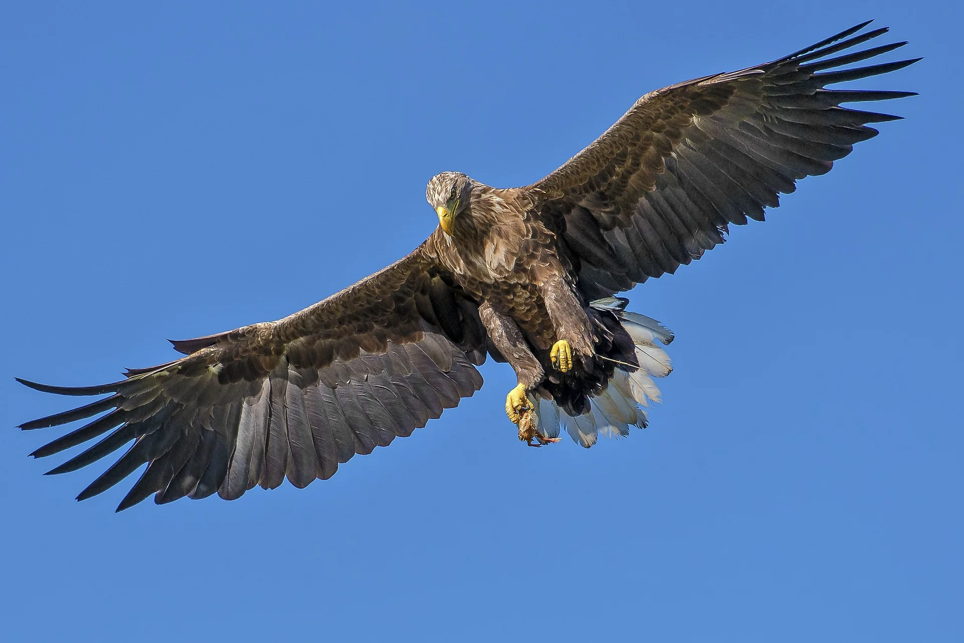 Soar even higher with the RDL Eagle.