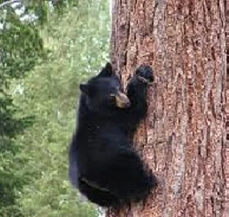 bear in tree.jpg
