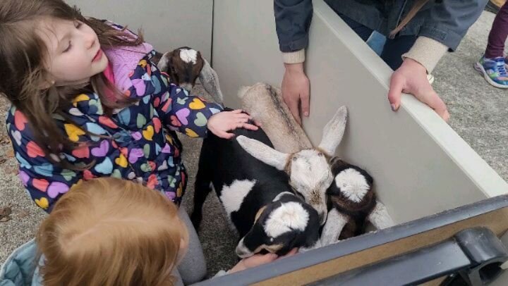 When we were asked by Melissa @dandelion_hill_farm if we wanted baby goats to visit the library, what could we say but YES! Not only did we have a chance to cuddle with four very sweet three week old goats, we sampled cheese from the farm, colored pi