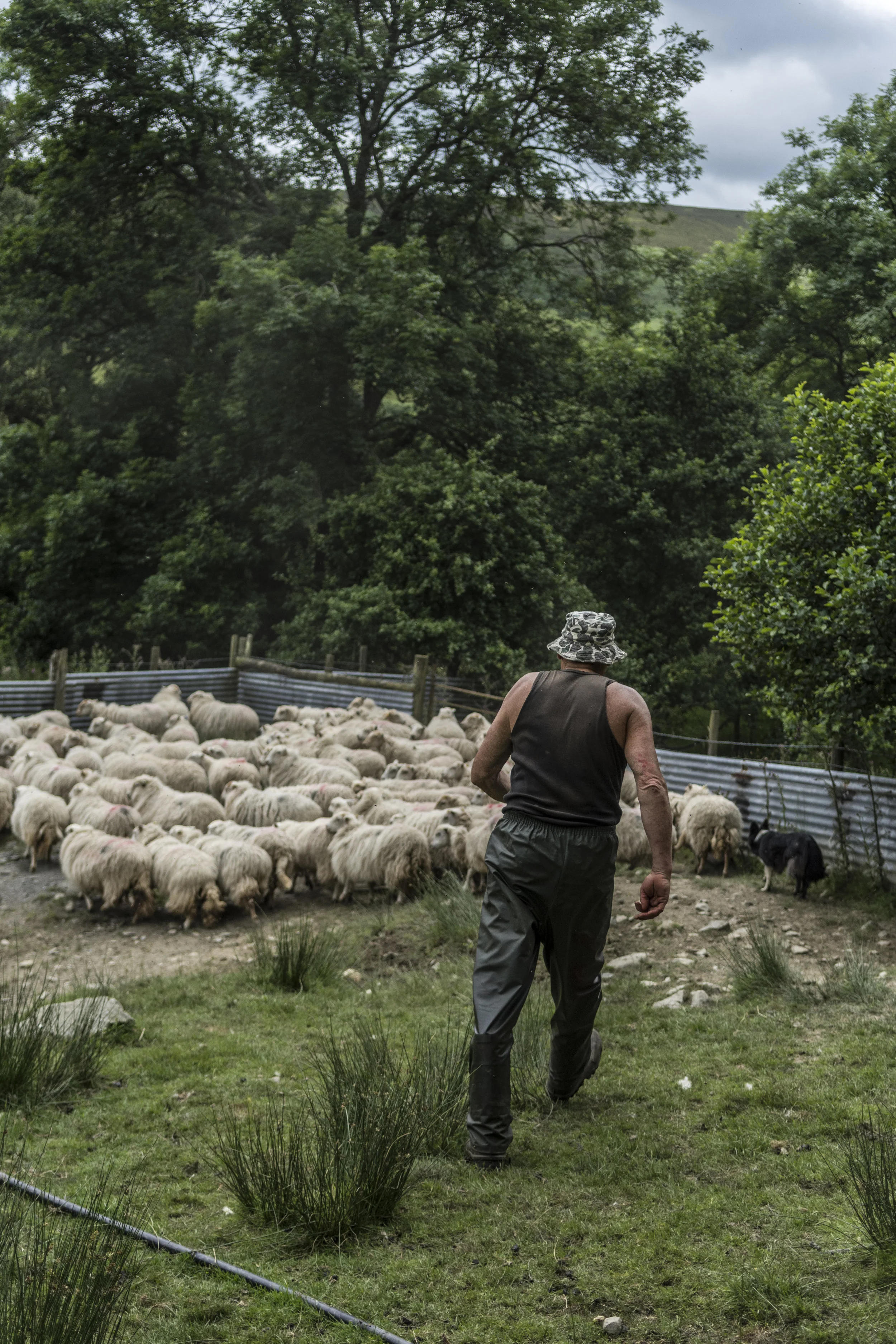 Farm hand steven gathering the flow into the pens to be sheared.