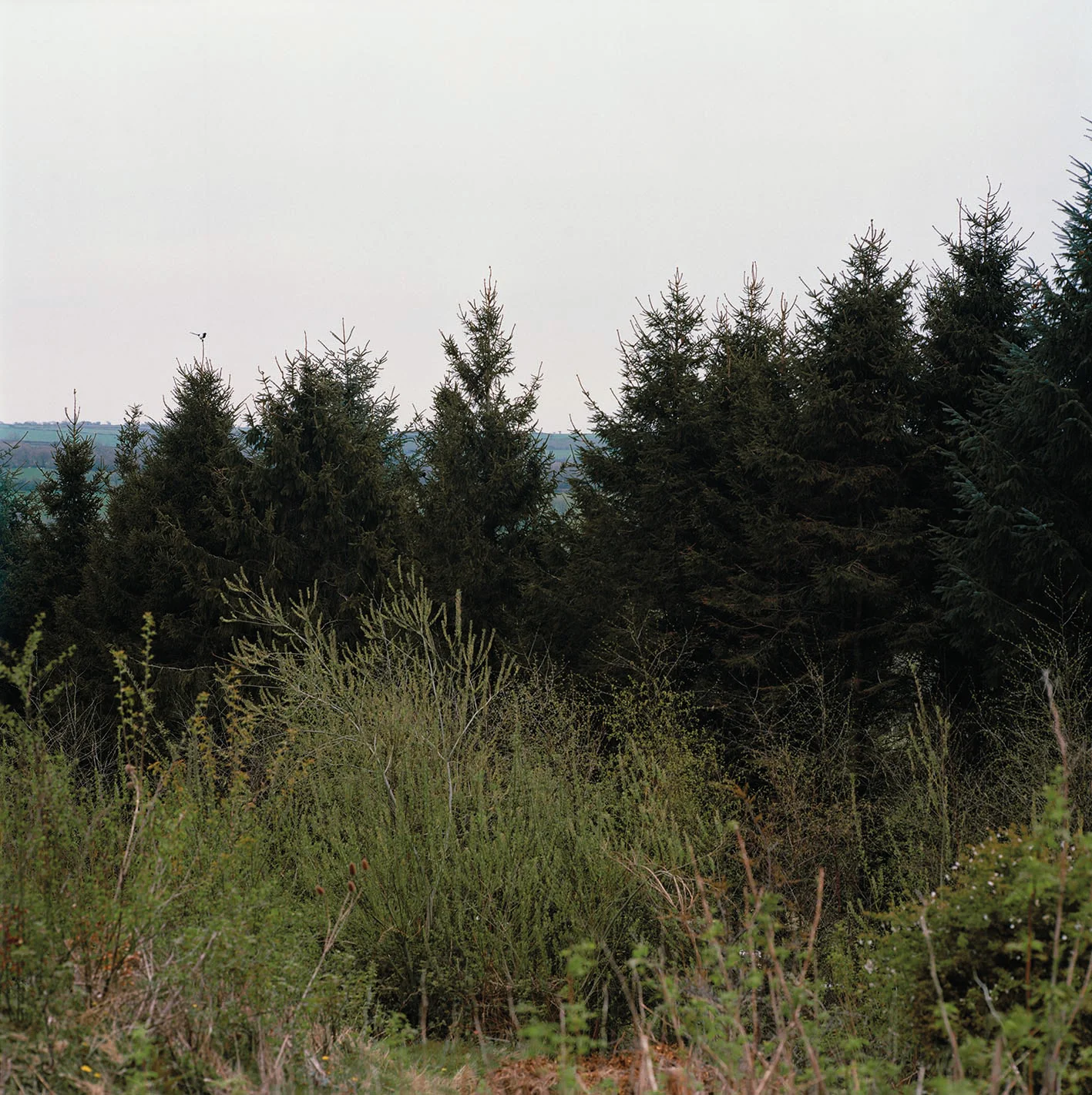 Eutopia by Heather Birnie