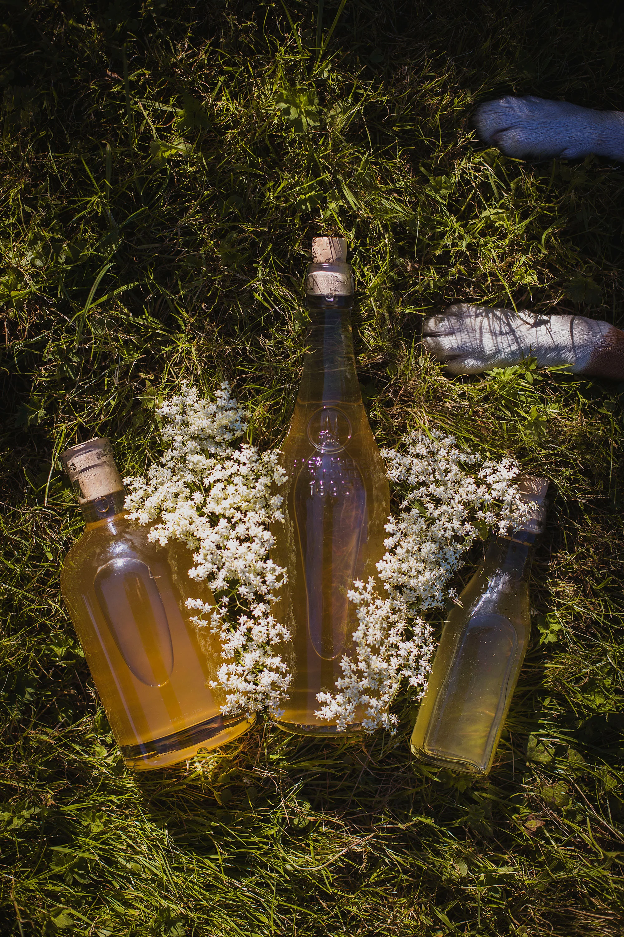 Elderflower-4.jpg