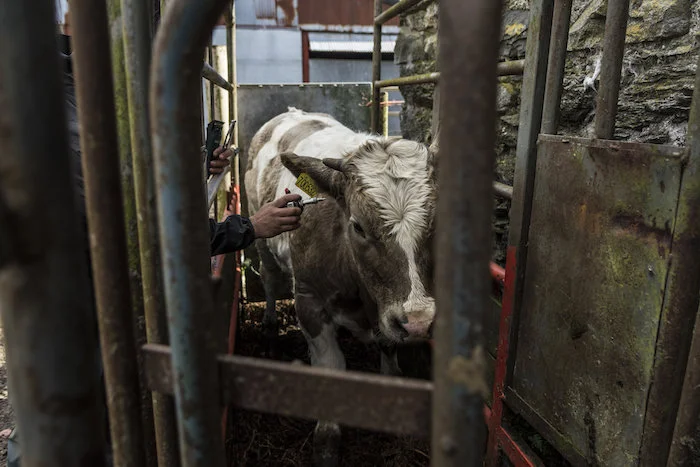 Testing the cattle for TB (Tuberculosis)