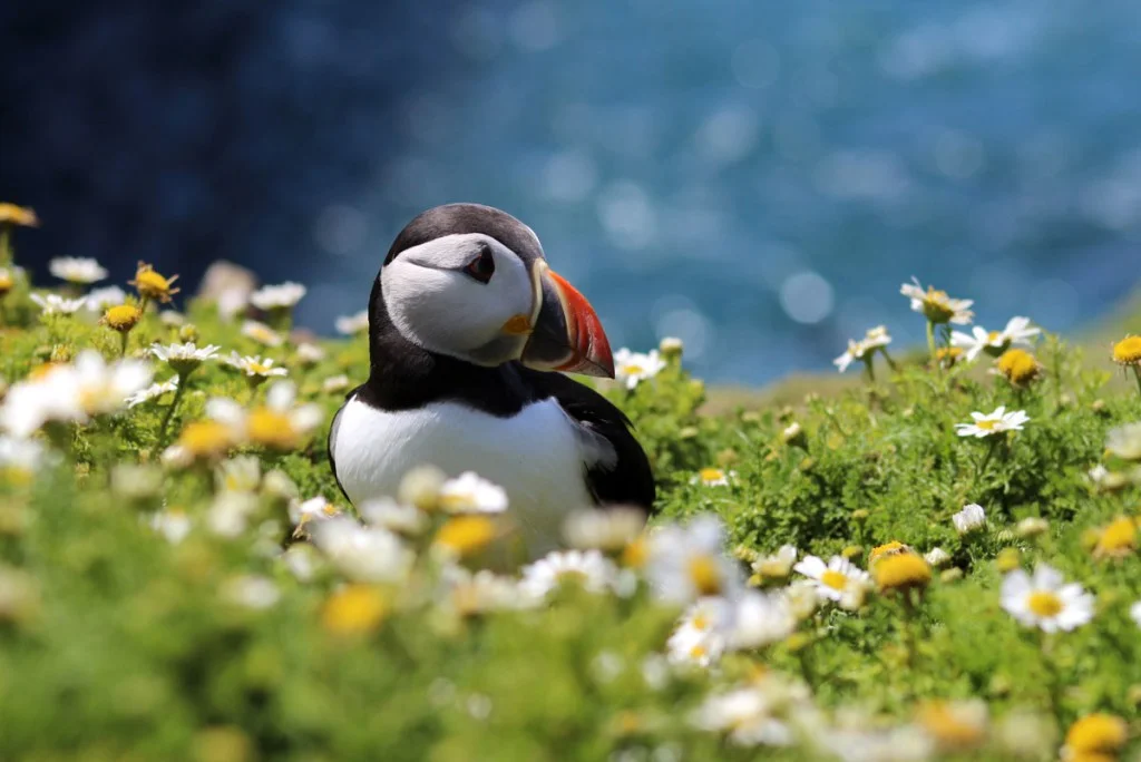 July — Puffins, Skomer Island — Laura Gibson Follow Laura on instagram here