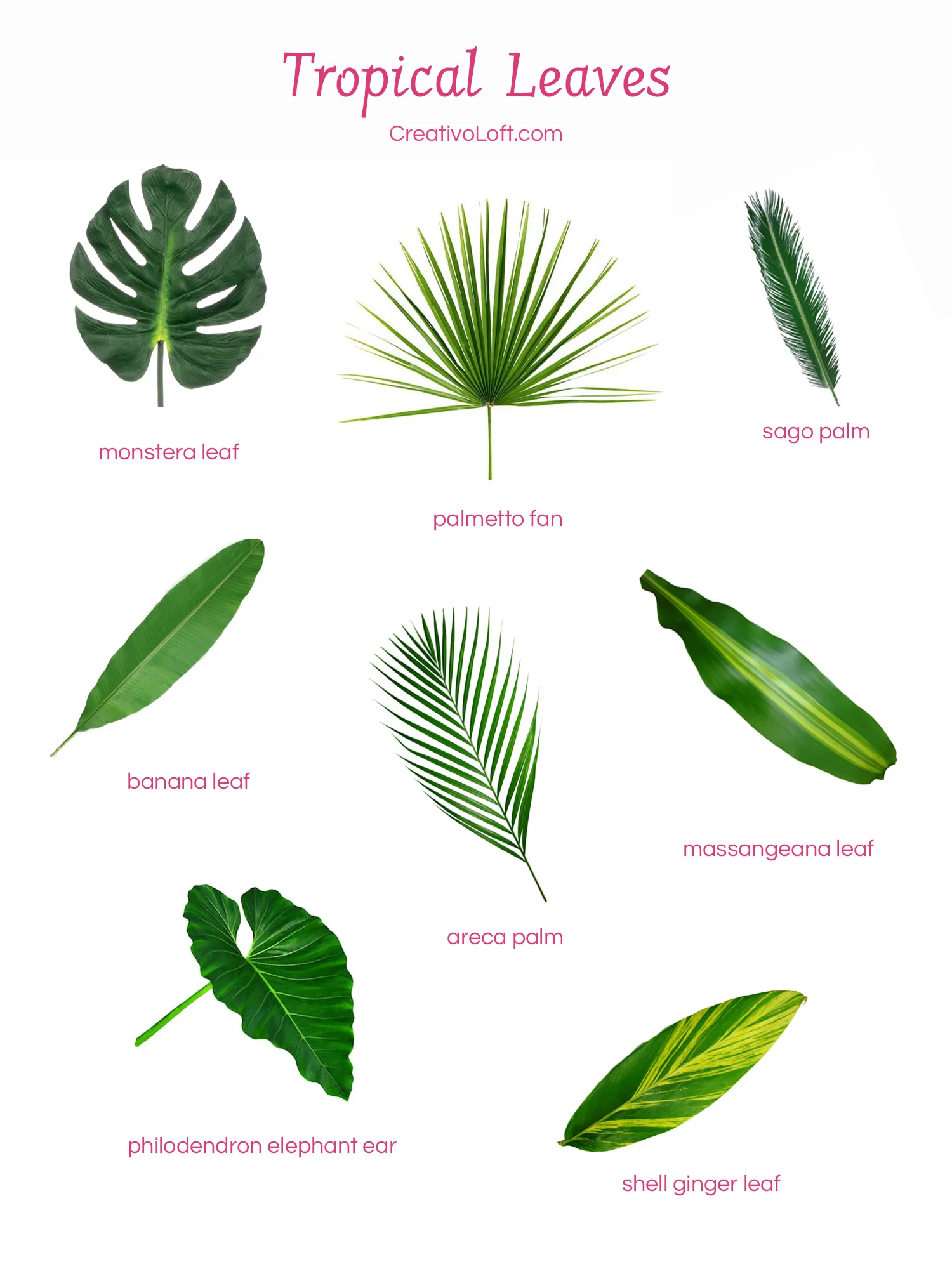 Various popular tropical leaves for floral arrangements.
