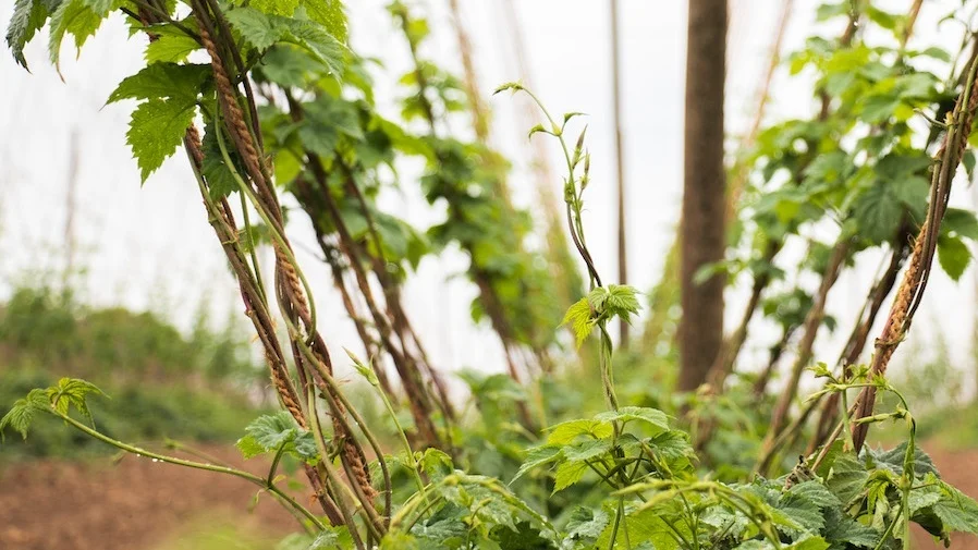 Hop%2BTerroir%2BColeman%2BAgriculture.jpg