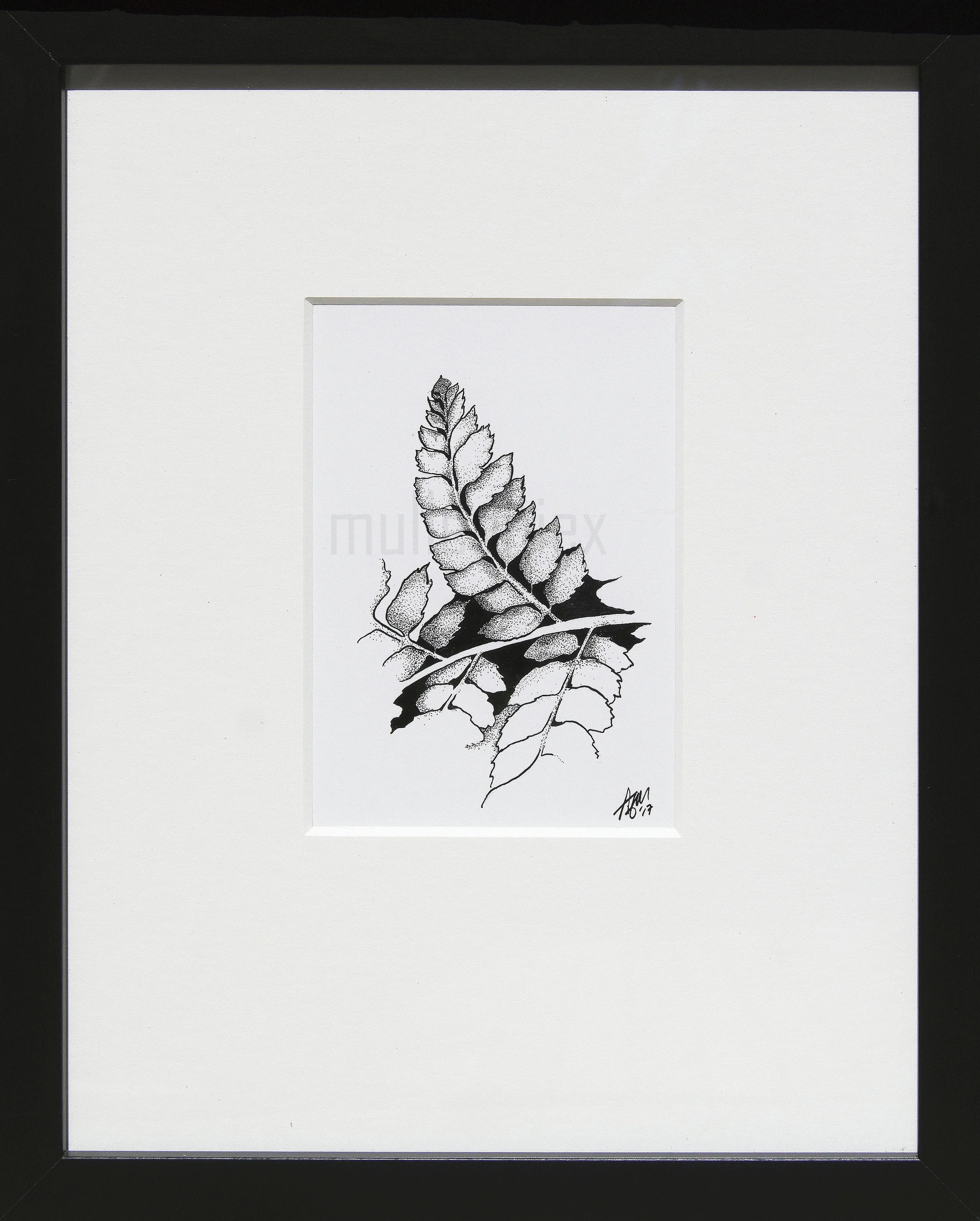 Dryopteris pinna-2.jpg