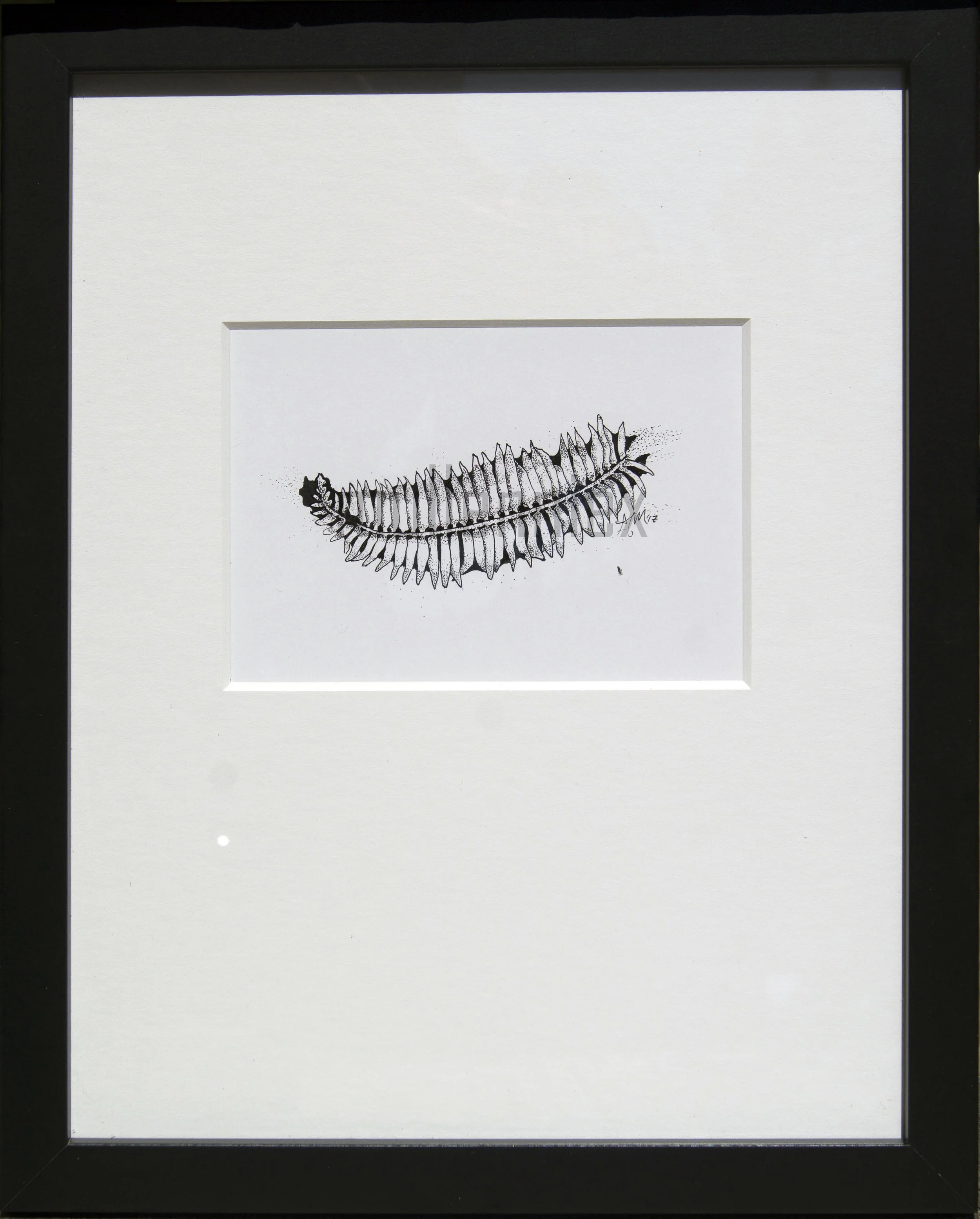 Polystichum munitum frond_2.jpg