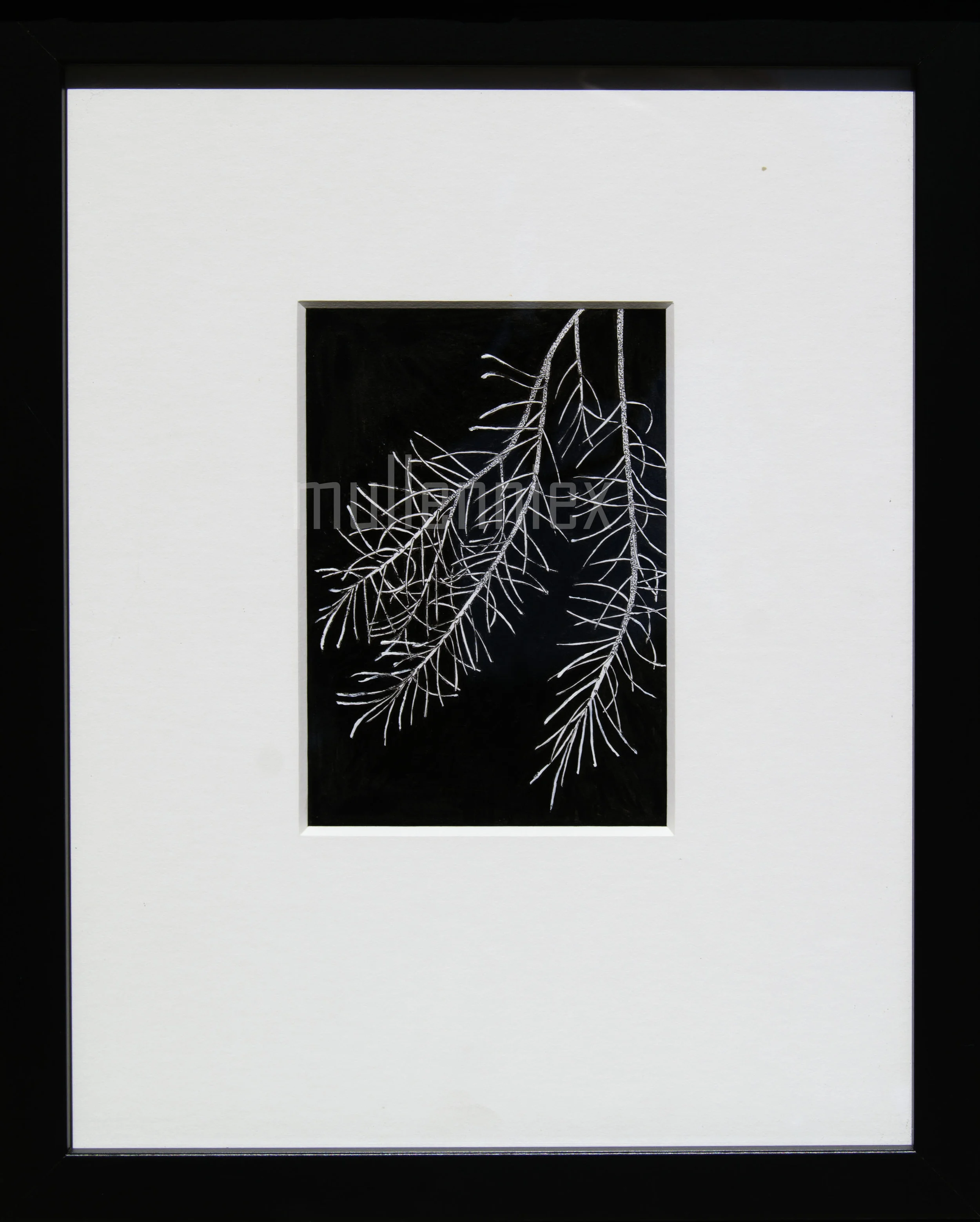 Pseudotsuga douglasii-2.jpg