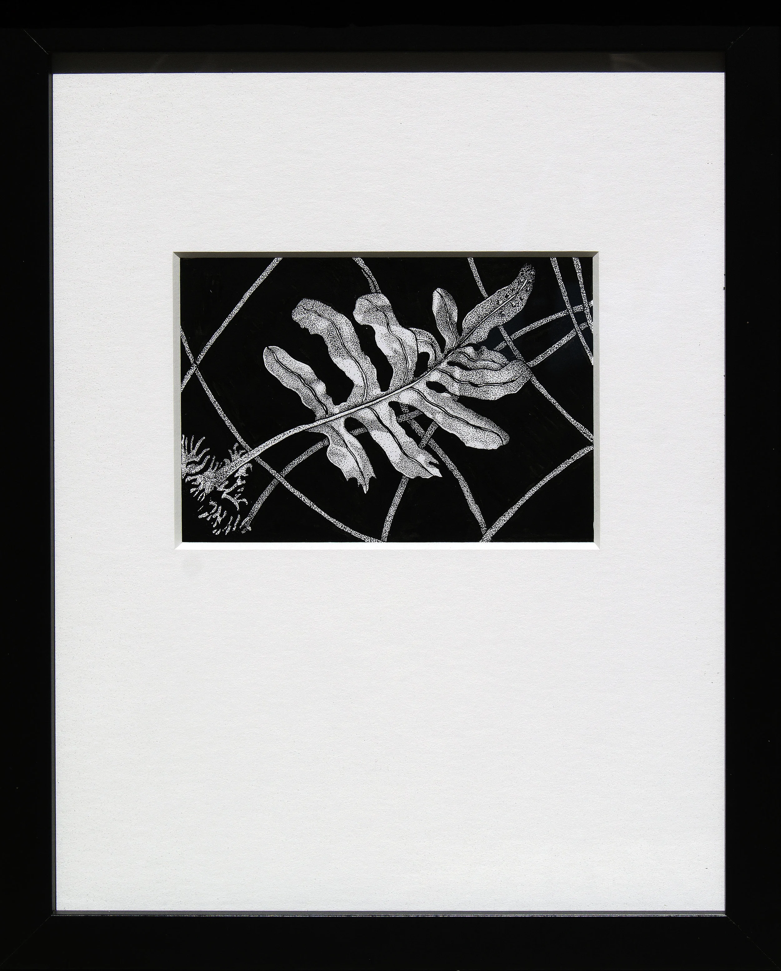 Polypodium frond.jpg