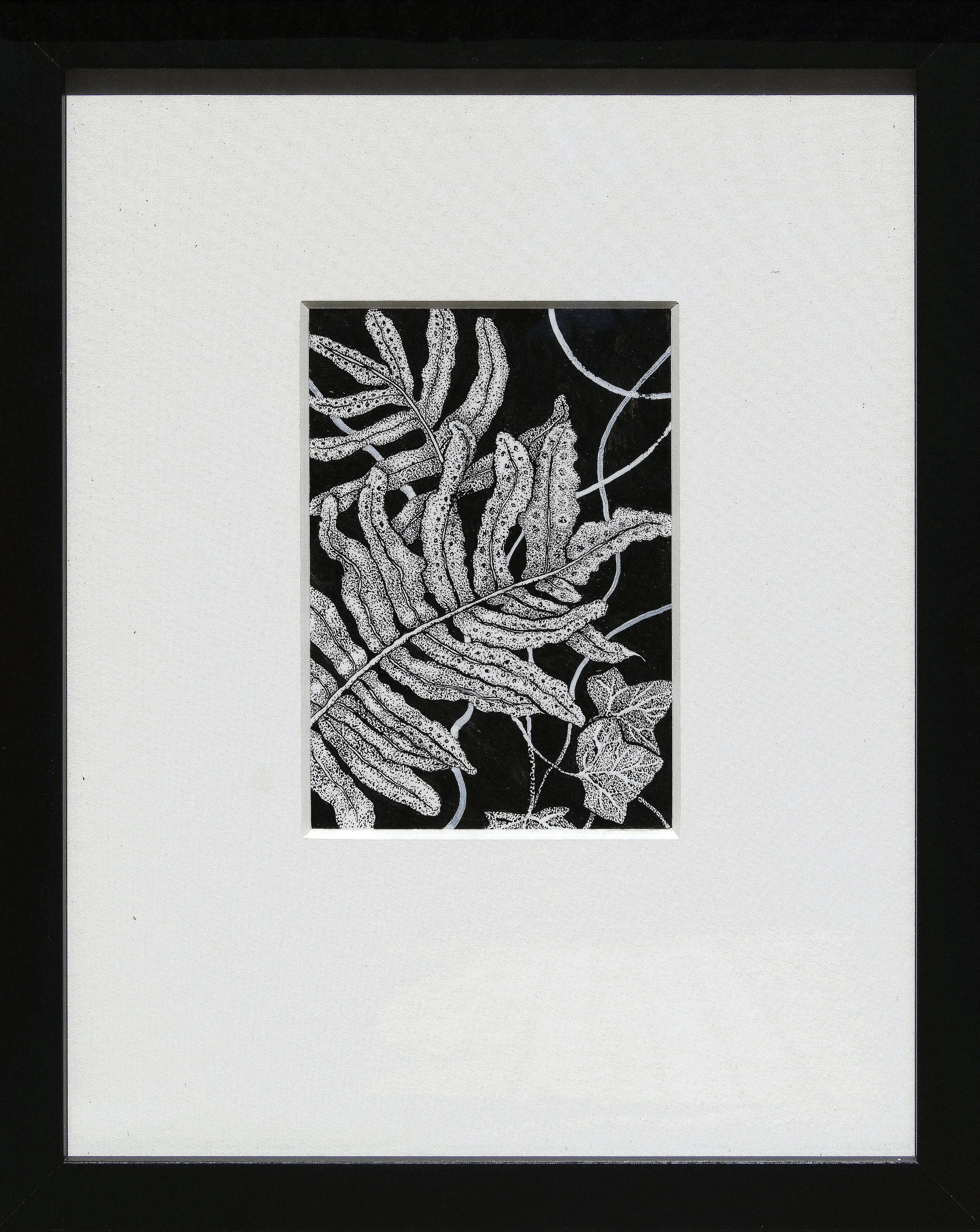 Polypodium with Helix hedera.jpg