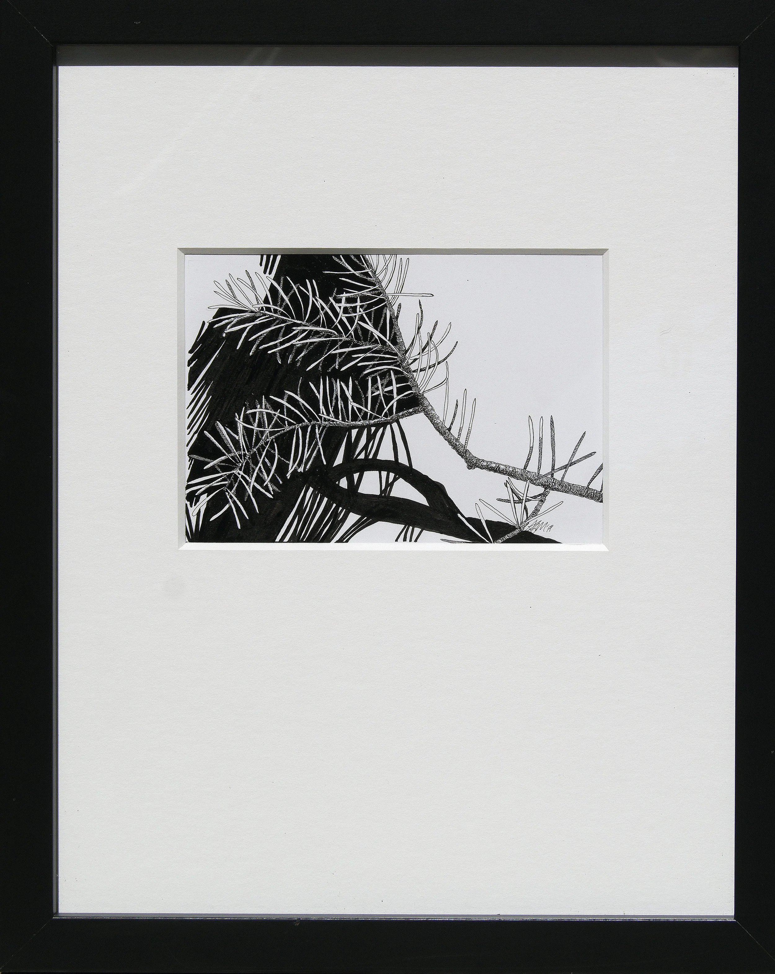 Pseudotsuga douglasii branch.jpg