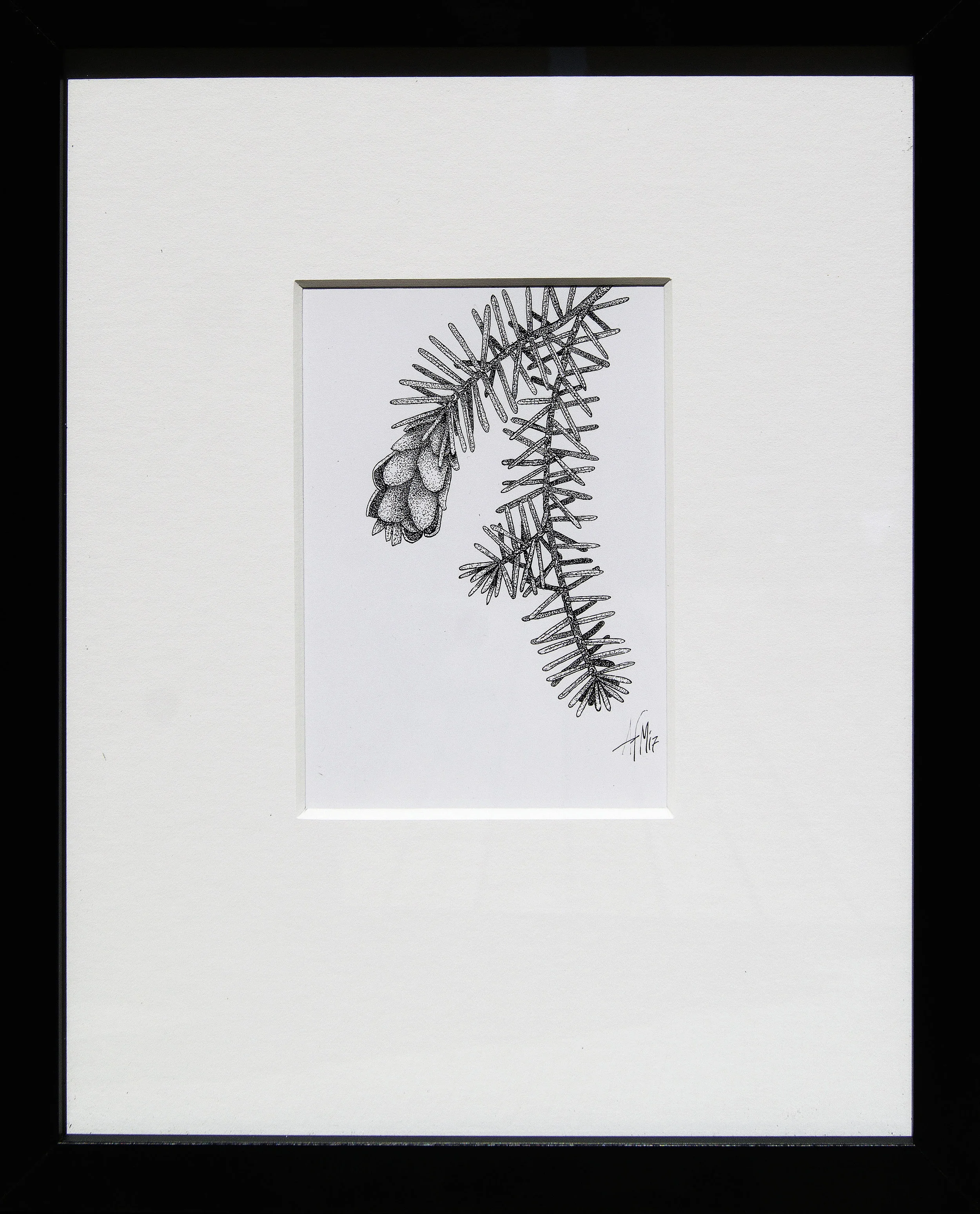 Tsuga heterophylla.jpg