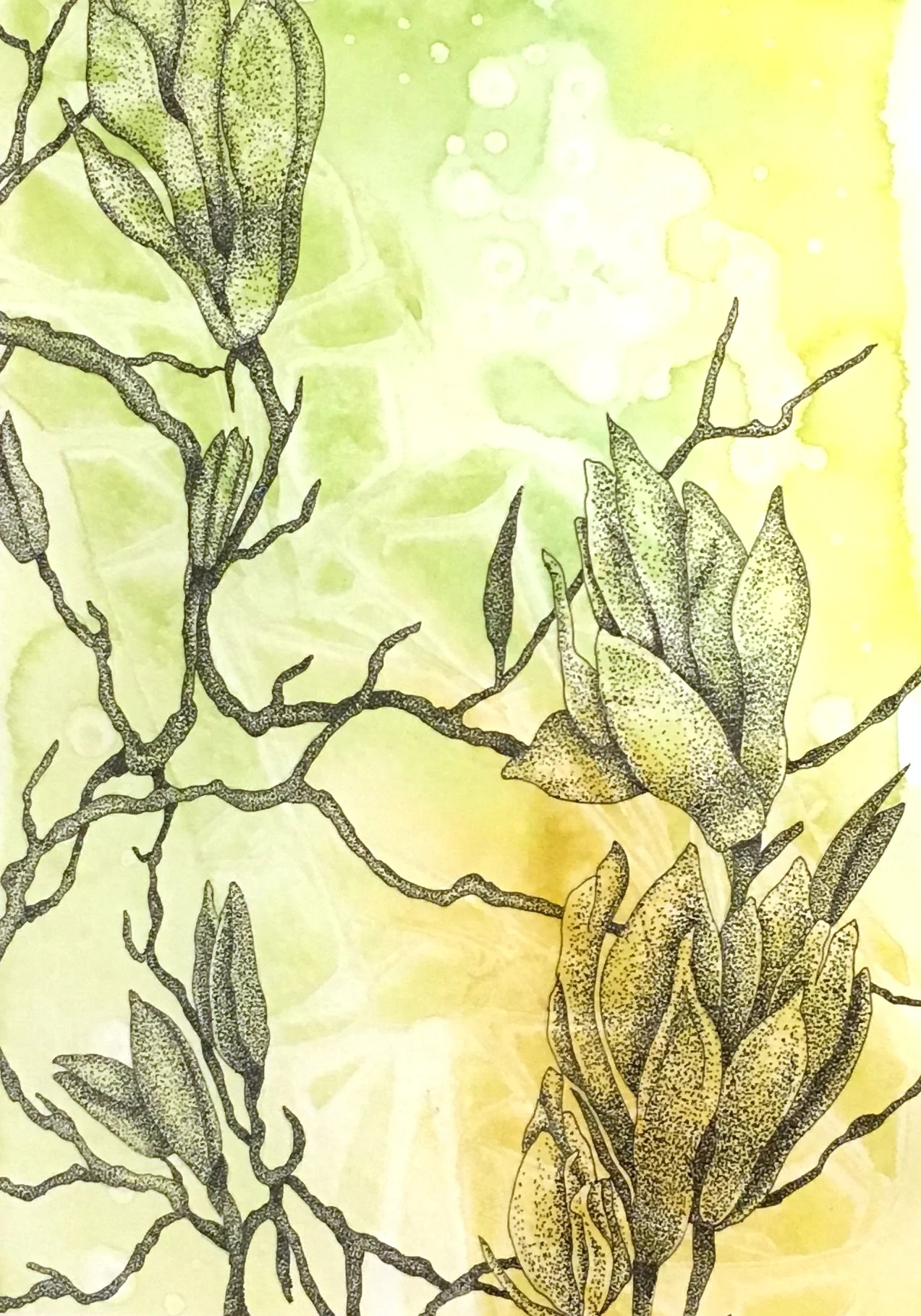 Magnolias - India Ink image over watercolor background