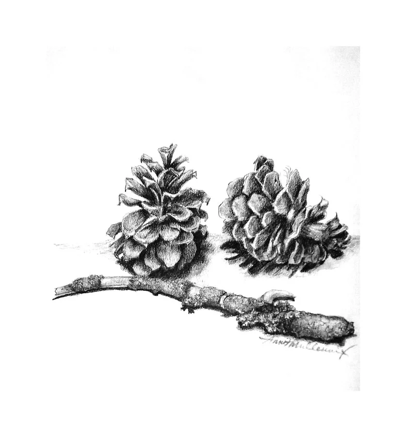 pinecones_2017.jpg