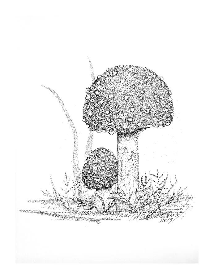 Amanita-b.jpg