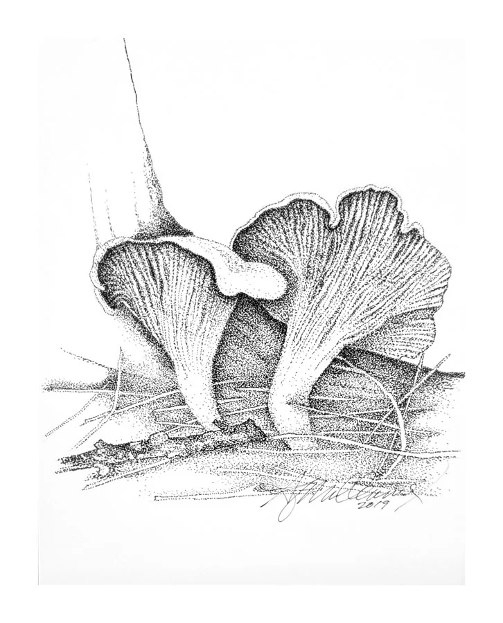 Chanterelle-b.jpg