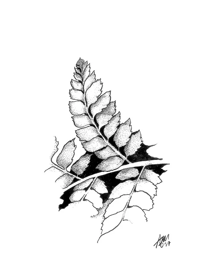 Dryopteris_pinna.jpg