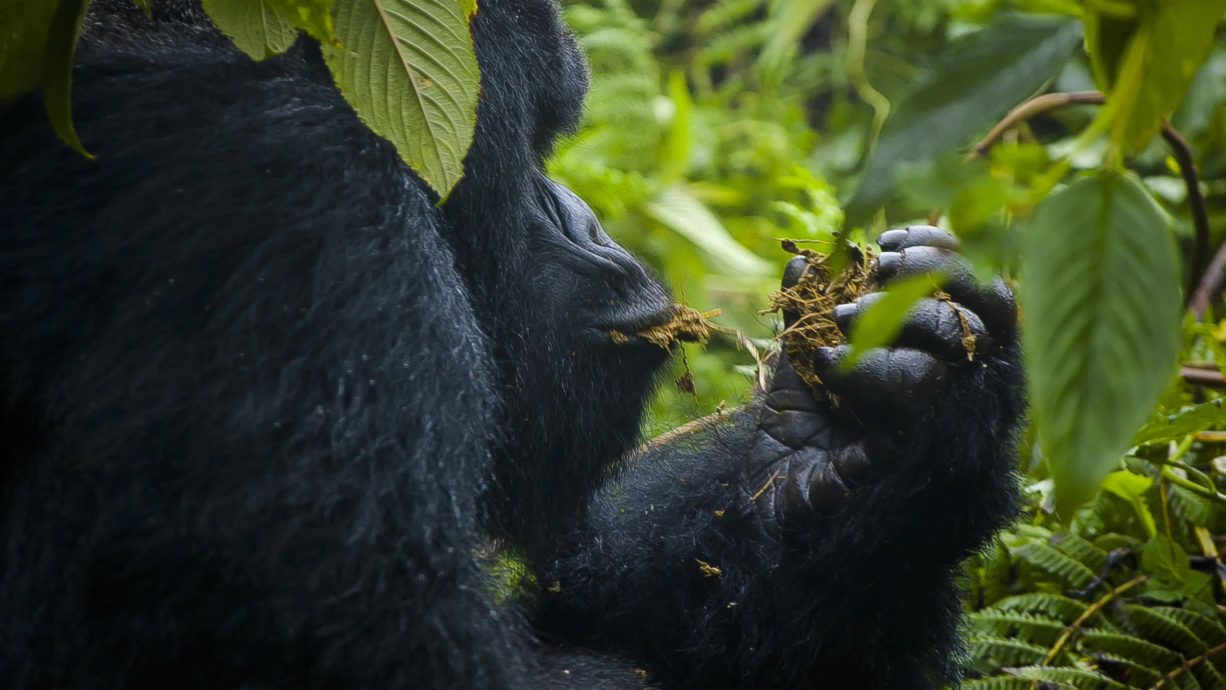 Close up of gorilla having a snack