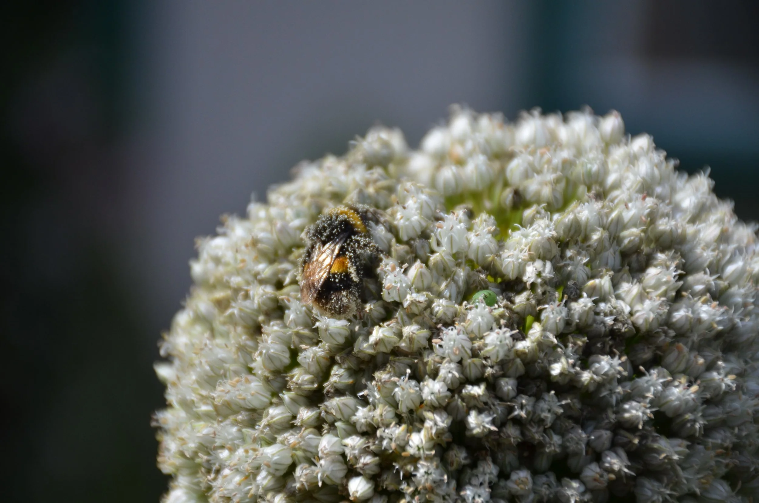 DSC_2212.JPG