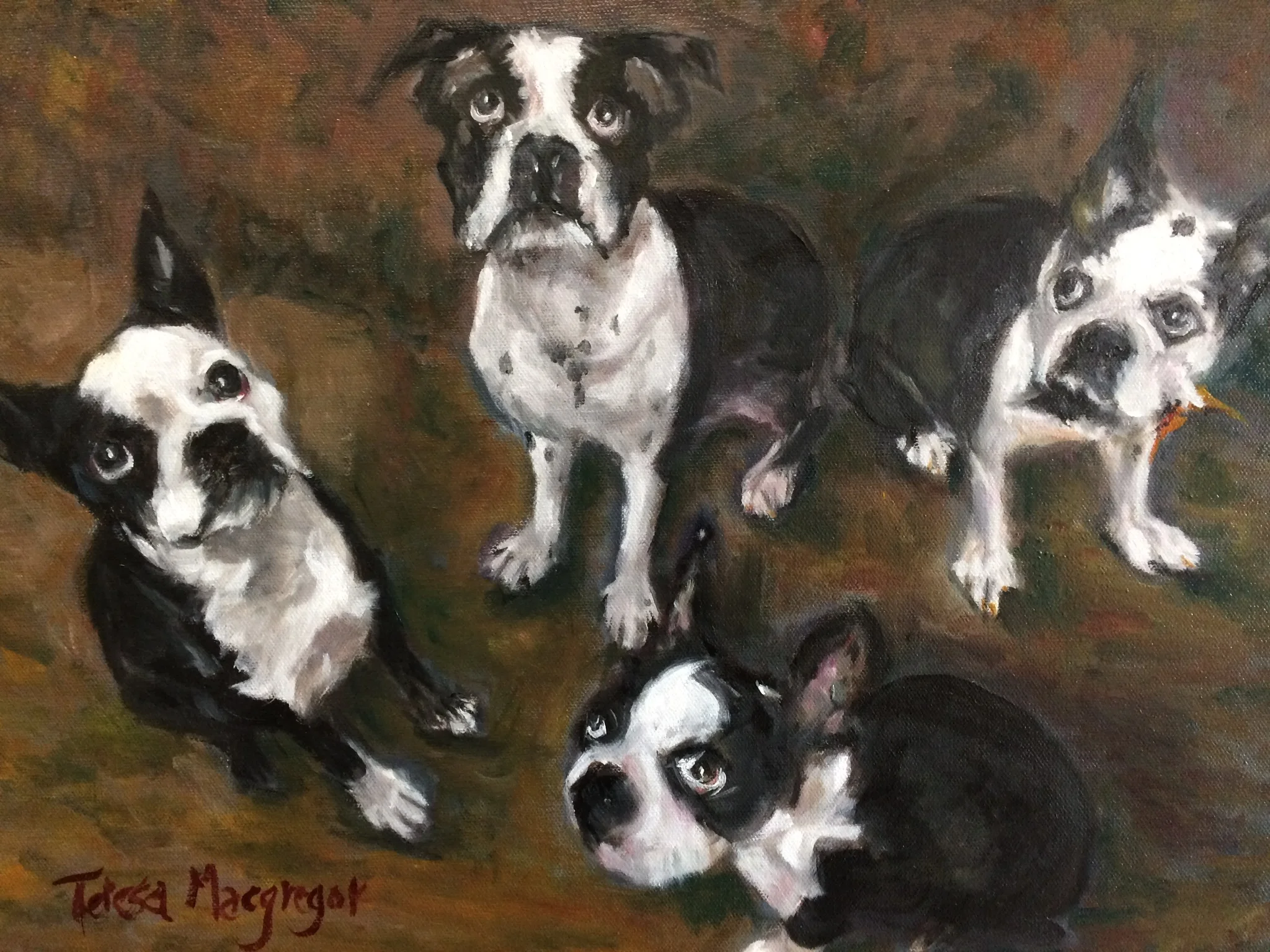 The Boston Terriers