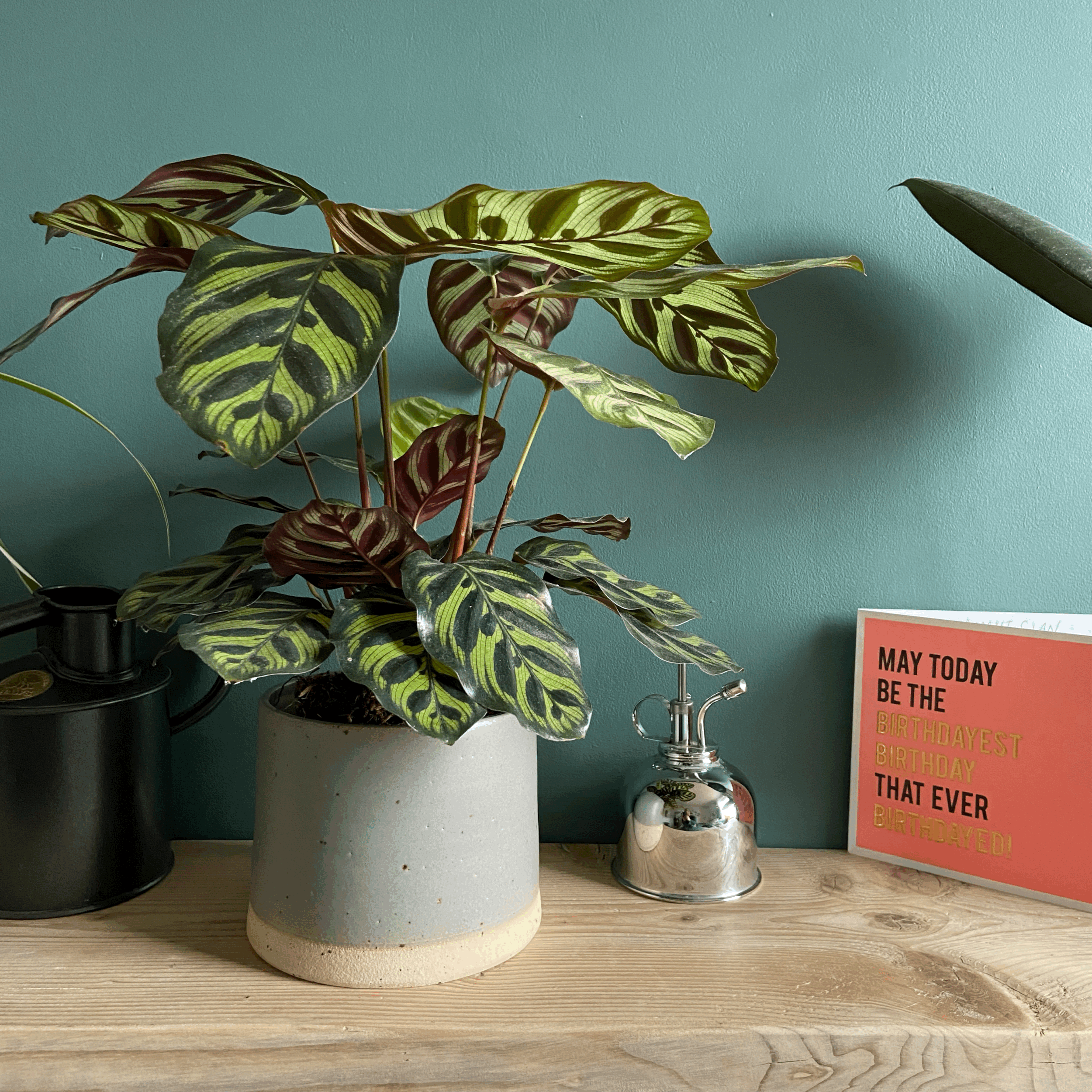 Plant Pot | Top Dipped