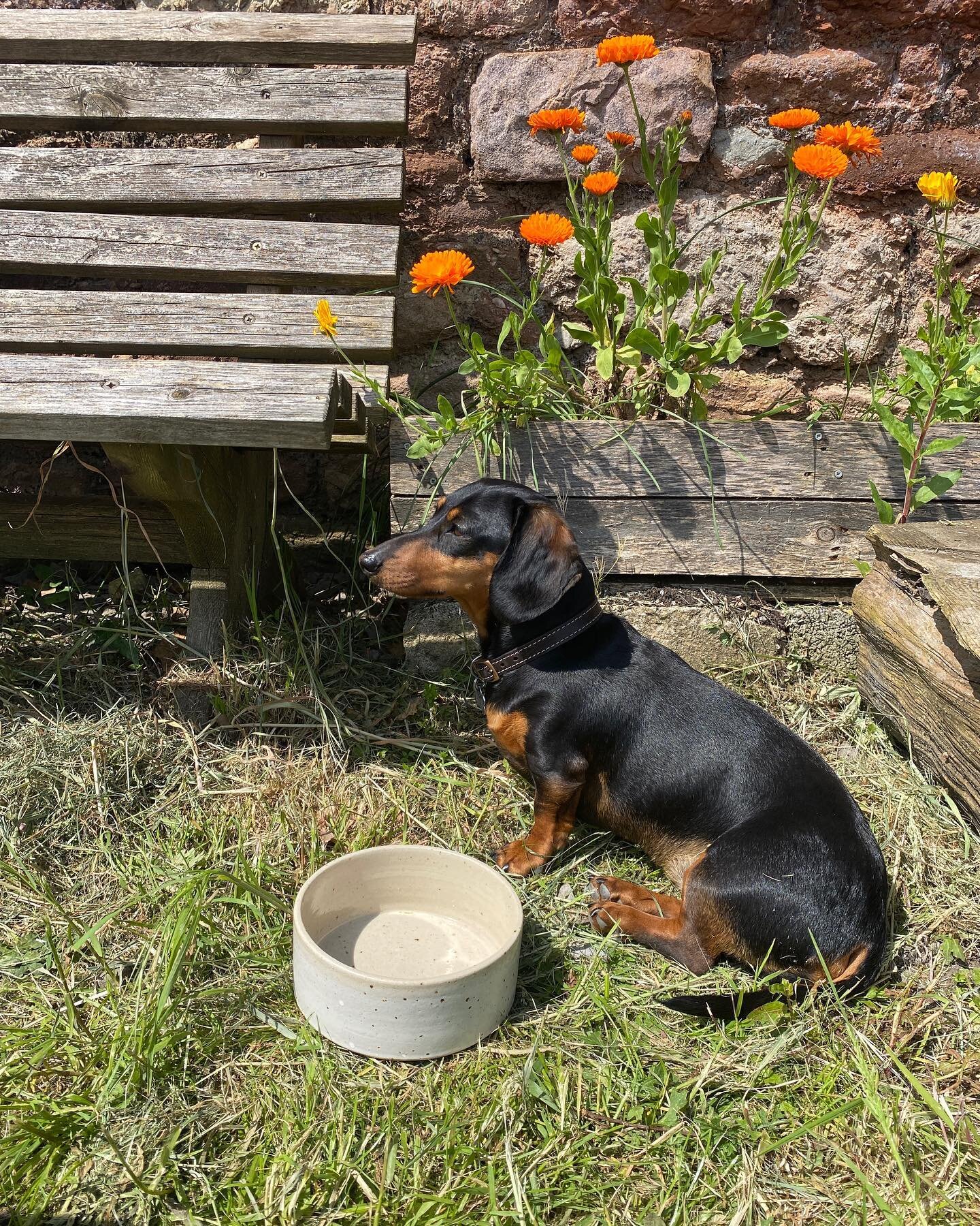 Another happy customer!
#potterydogbowl #minaturedachshund #handmadepottery #sausagedog #dogbowl  #supportsmallbusiness