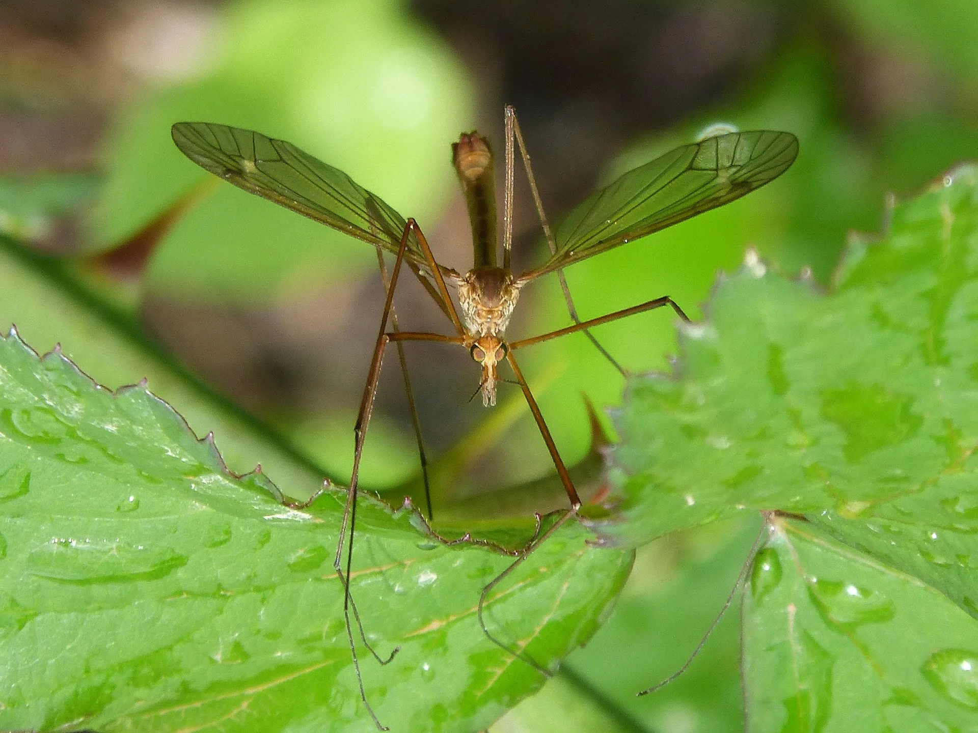 mosquito-1384020_1920.jpg
