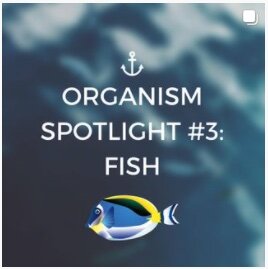 Organism Spotlight #3: Fish